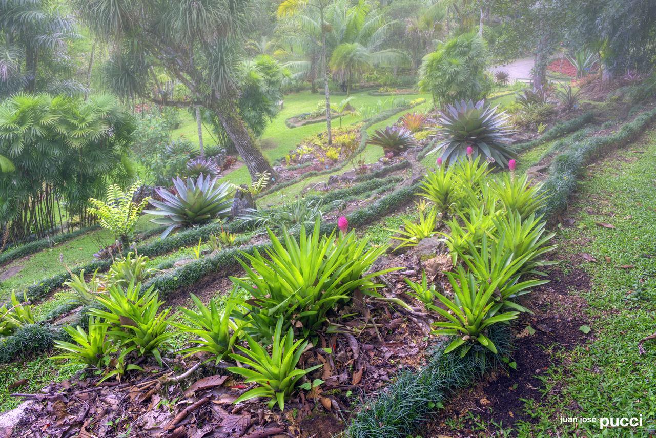 Estacion Biologica Las Cruces Y Jardin Botanico Wilson San Vito Exterior photo